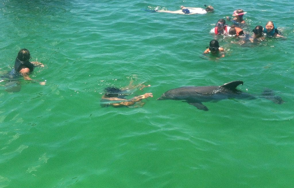 image of people snorkeling and swimming with dolphins.