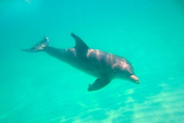 A dolphin swimming underwater in clear blue-green water.