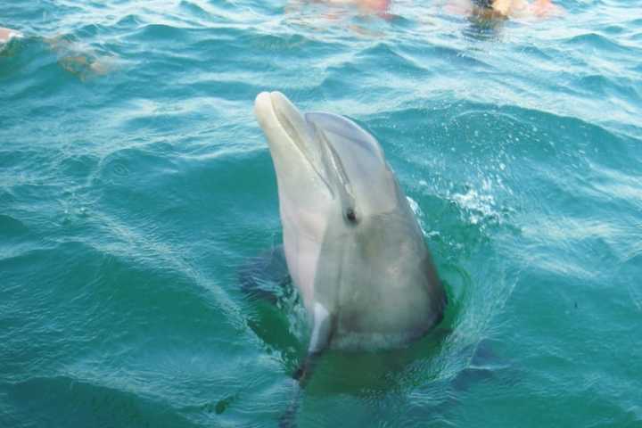 a polar bear swimming in a pool of water