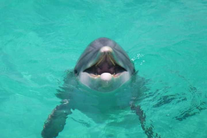 a polar bear swimming in a pool of water