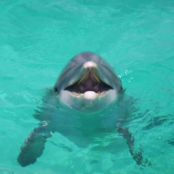 a polar bear swimming in a pool of water