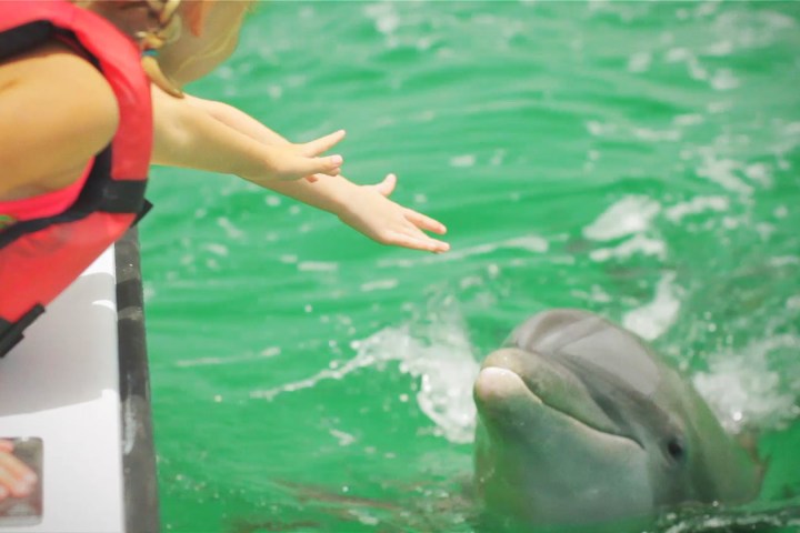 Person in life jacket reaching towards a dolphin in green water.